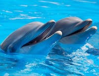 dophin1